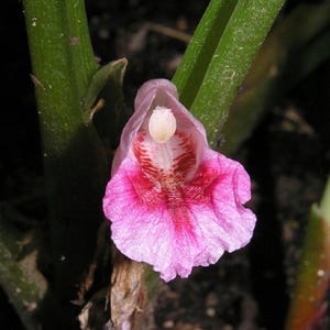May include: A single pink flower with a ruffled petal edge and a central white stamen. The throat of the flower features deep red, vein-like markings that radiate outward. The bloom is positioned between two thick, vertical green stems.