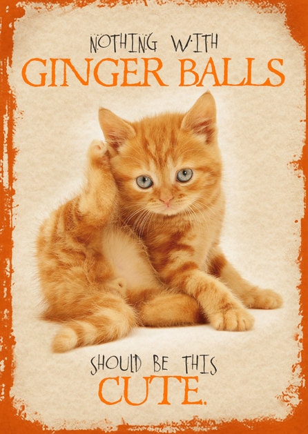 orange cat balls