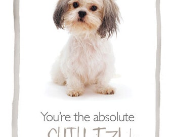 Tu sei lo Shi-tzu assoluto. Divertente carta per cani.