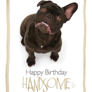 Glücklich Geburtstag schöne französische Bulldogge Geburtstagskarte