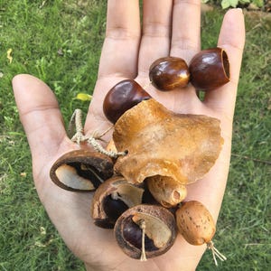 May include: A collection of natural brown seed pods, smooth dark brown nuts, and a light tan dried leaf fragment, all strung together with thin, light-coloured twine. The items vary in texture, ranging from polished and glossy to rough and fibrous.