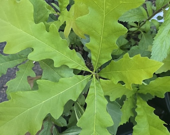 Burr Oak Tree Sapling: Southern Keystone Species, Deer Nut Food Source