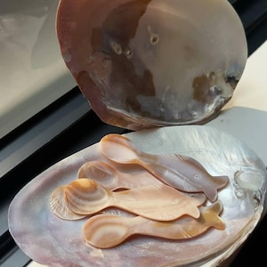 Natural Large Clam Shell 2pc | Decorative Mother of Pearl Shell | Coastal Decor | Oyster Serving Tray | Jewelry Dish | Photography Prop