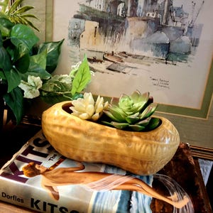 May include: A tan, peanut-shaped ceramic planter with a textured, shell-like surface. The planter holds two artificial succulent plants, one cream-colored and one green, nestled within its elongated, hollow center cavity.