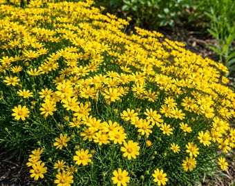 Semillas de margarita Damianita 100 Chrysactinia Mexicana Cultivo en el jardín