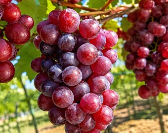 Semillas de uva roja dulce: Cultivo de uvas de mesa, 20 semillas para vid.
