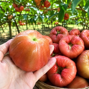 May include: A hand holding a fresh, bell-shaped wax apple with a smooth, glossy, reddish-pink skin. The fruit features a rounded, slightly ribbed body with a small green stem indentation. A woven basket filled with similar wax apples is visible.