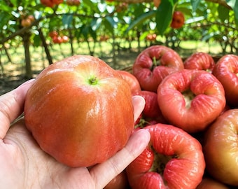 Paquete de semillas de manzana dulce de Java (5 semillas de manzana de cera Syzygium)