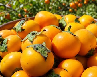 Naranjilla Seeds Solanum Quitoense Lulo Tropical Fruit Plant