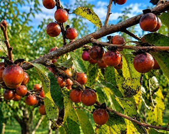 Semillas de ciruela datilera, Diospyros Lotus, árbol frutal mediterráneo