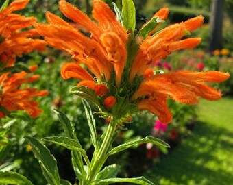Semillas de oreja de león (Leonotis Leonurus) - 50 semillas - Paquete de cultivo de dagga silvestre