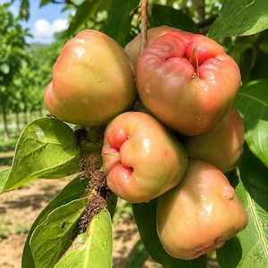 Wax Apple Seeds 5 Sweet Java Apple Syzygium Grow Fruit Tree