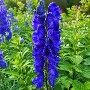 Monkshood Seed - Etsy