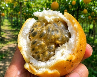 Semillas De Granadilla Dulce Passiflora Ligularis Maracuyá
