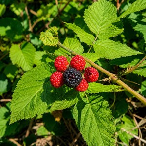May include: A cluster of blackberries growing on a green leafy vine. The fruit includes one ripe, dark black berry surrounded by five smaller, unripe red berries. The plant features serrated green leaves and a thin, woody brown stem.
