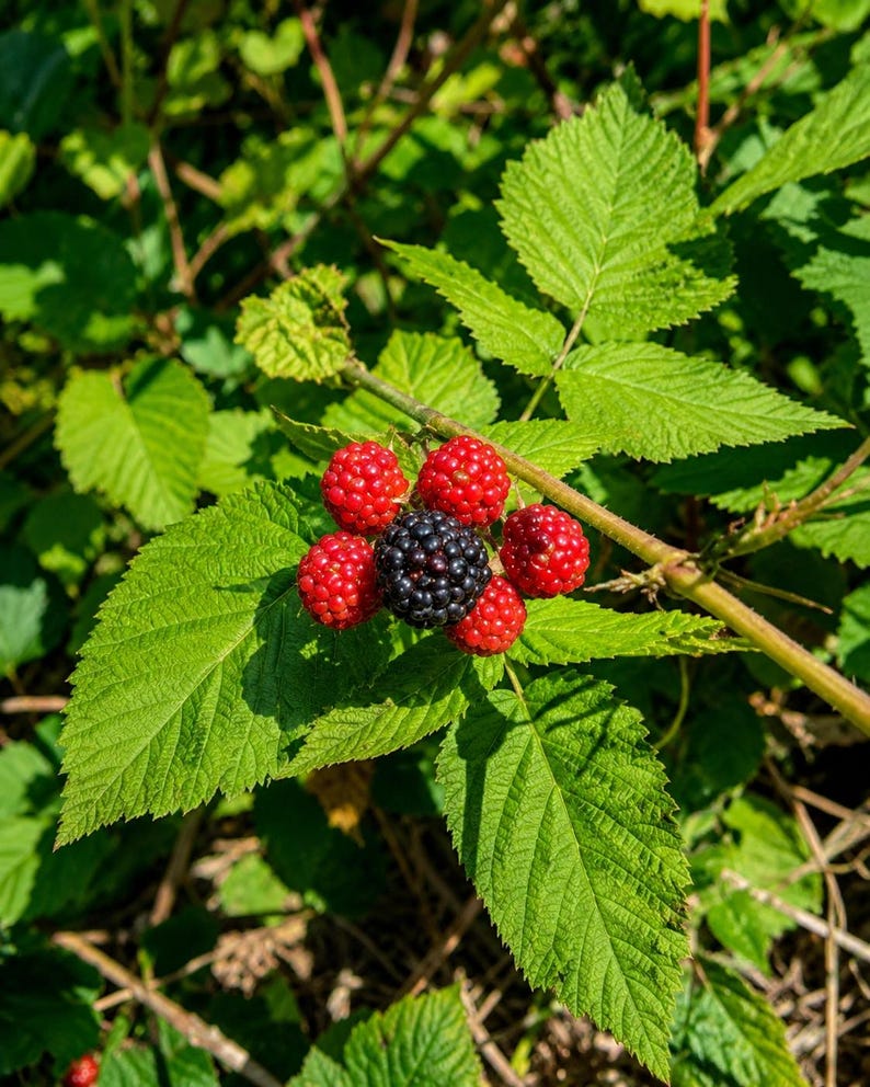 May include: A cluster of blackberries growing on a green leafy vine. The fruit includes one ripe, dark black berry surrounded by five smaller, unripe red berries. The plant features serrated green leaves and a thin, woody brown stem.