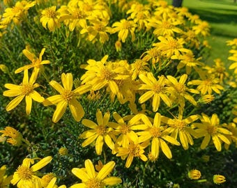 Paquete de cultivo de 100 semillas de margarita Damianita (Chrysactinia mexicana).