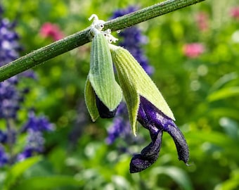 Paquete de cultivo de semillas de salvia andina (Salvia Discolor, 10 unidades, flor rara)