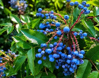 May include: A cluster of round, dusty blue berries growing on a shrub with sharp, serrated, dark green leaves. The berries are attached to thin, reddish stems that branch out from the center, creating a dense, spherical arrangement of fruit.