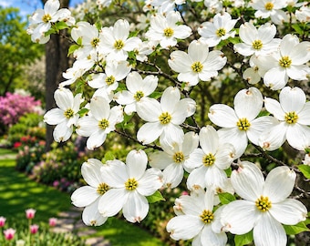 White Dogwood Seeds Cornus Florida Flowering Tree Grow