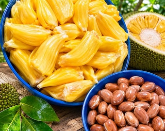 Jackfruit Seeds 12 Fresh Tropical Fruit Tree Grow Pack USA
