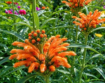 Semillas de oreja de león (Leonotis Leonurus) 50 semillas de flor naranja para cultivar