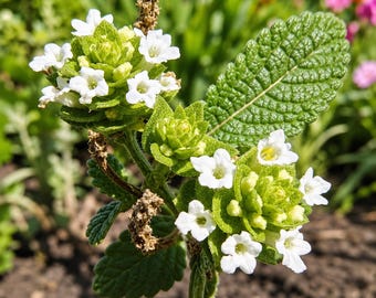 Semillas de Lantana Viburnoides (25 semillas) Arbusto ornamental con flores