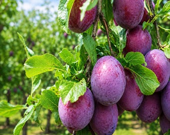 Semillas de ciruelo americano Prunus americana Árbol frutal resistente