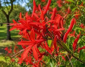 Paquete de cultivo de semillas de acanto de fuego (Anisacanthus quadrifidus, 20 unidades)
