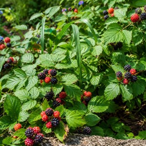 Cumberland Black Raspberry Live Starter Plug Fruit Plant image 5