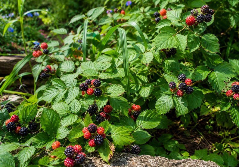 Cumberland Black Raspberry Live Starter Plug Fruit Plant image 5