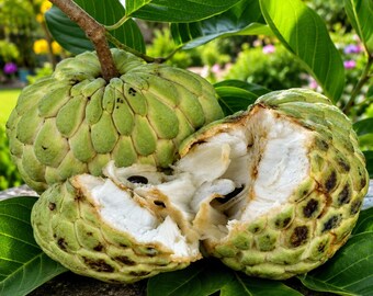 Cultivo de semillas de anona (Annona squamosa), árbol frutal tropical.