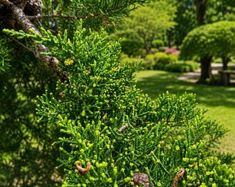 Semillas de ciprés de Monterrey (50 semillas de Cupressus macrocarpa) para el cultivo de árboles.