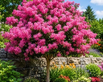 Semillas de mirto crespón Lagerstroemia Indica Árbol de flores lilas