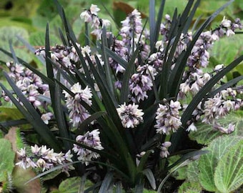 May include: A close-up of a black mondo grass plant with dark green, blade-like leaves and clusters of small, white and lavender flowers. The plant is surrounded by green foliage.