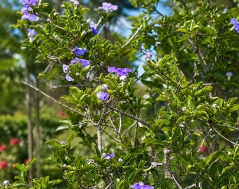 Ayer Hoy Mañana Semillas 15 Brunfelsia Australis Crecimiento