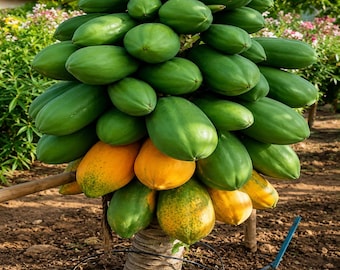 Dwarf Solo Papaya Seeds 20 Waimanalo Carica Fast Fruit Tree