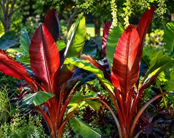 Red Abyssinian Banana Seeds 5 Ensete Ventricosum Rare