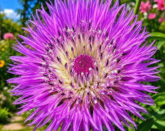 Semillas de Centaurea americana (25 semillas)