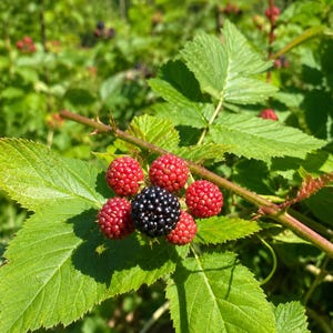 May include: A cluster of blackberries growing on a thorny green vine. The central berry is ripe and deep black, surrounded by five smaller, unripe red berries. The plant features serrated green leaves under a bright blue sky with clouds.
