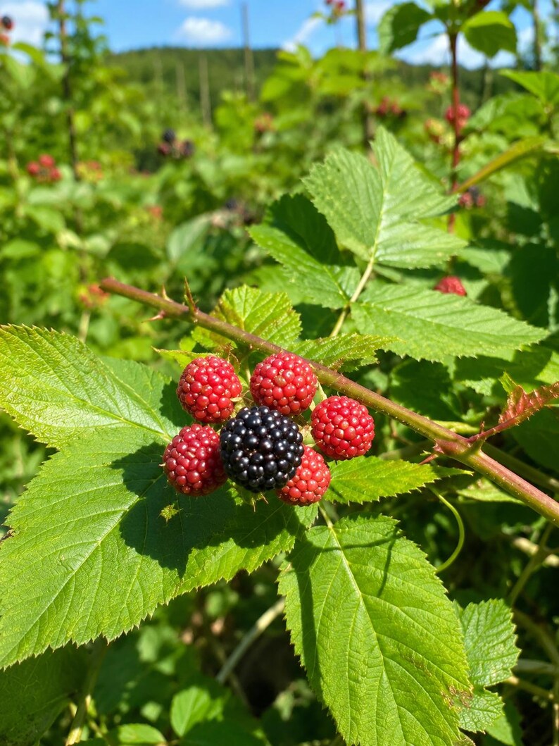 May include: A cluster of blackberries growing on a thorny green vine. The central berry is ripe and deep black, surrounded by five smaller, unripe red berries. The plant features serrated green leaves under a bright blue sky with clouds.