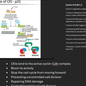 Può includere: Un diagramma scientifico intitolato Example of CKI - p21 che illustra l'attivazione della proteina chinasi, il legame di p53 e la traduzione dell'mRNA p21. L'immagine include testo che spiega le funzioni di Cyclin A/Cdk1,2 e il controllo del ciclo cellulare.