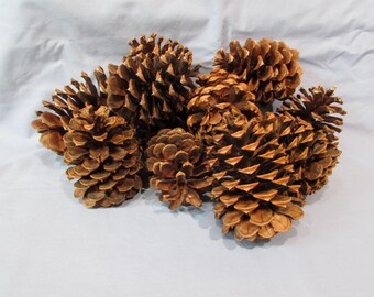 1 doz Ponderosa Pine Cones