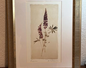 Litografía botánica vintage de lupino - Firmada por Amelia - Marco dorado 14x17