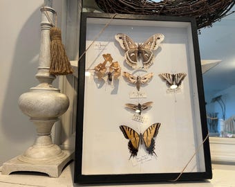Framed Eighty-eight Butterfly, Diaethria Clymena, Riker Mount