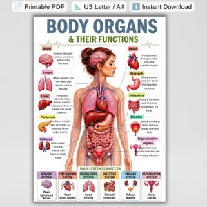 Poster över mänskliga kroppsorgan, anatomidiagram med organfunktioner, diagram över mänsklig kropp, biologiklassrumsdekor, utskrivbar naturvetenskaplig inlärning för barn