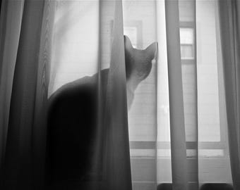 Cat Behind a Curtain Pet Portrait Photo Print - Black and White Animal Wall Art