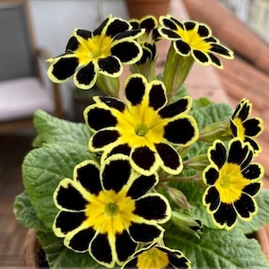 May include: A potted primrose plant featuring multiple flowers with bright yellow centers and distinct black petal edges. The plant has textured, light green, oval-shaped leaves. Each flower displays a star-like pattern created by the contrast between the yellow core and the dark, rounded petal tips, arranged in a cluster on green stems.