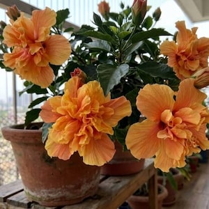 May include: A potted hibiscus plant featuring multiple large, ruffled, orange-peach flowers with layered petals and dark green serrated leaves. The plant is housed in a weathered, round terracotta pot with a visible textured surface.
