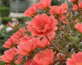 200 Moss Rose Seeds Showcase Coral Flowers in Cottage Gardens
